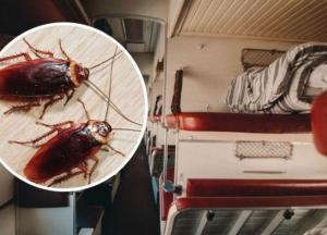 Увидели - звоните: новый способ борьбы с тараканами в Укрзализныце (фото)