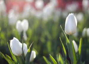 Прогноз погоды на 10 февраля: на западе потепление, а на востоке снег