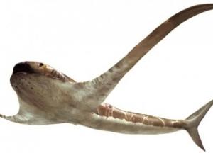 В Мексике обнаружили окаменелость акулы "с крыльями" (фото)