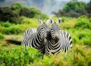 Ученые развенчали миф о полосах на шкуре зебры