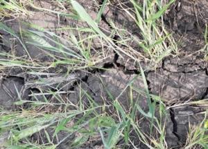 Украина потеряла 230 тысяч га посевов из-за засухи