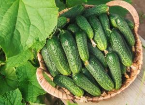 Эксперты рассказали, почему огурцы нужно есть каждый день
