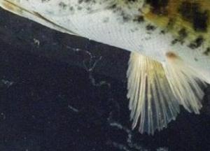 Ползающие по земле рыбы опасны для экологии - ученые