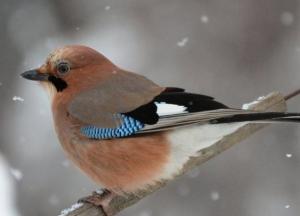 Приметы на 11 декабря: что нельзя делать в Сойкин день