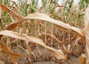 Украине прогнозируют частые засухи и суховеи