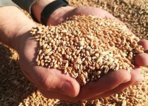 ЕС открывает импорт семян из Украины