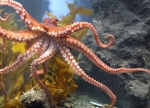 Ученые рассказали, как осьминоги воспитывают рыб