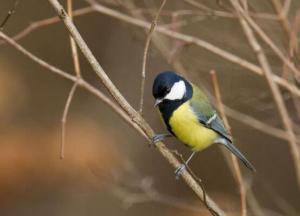 Прогноз погоды на 17 декабря: южный ветер и не по-зимнему тепло