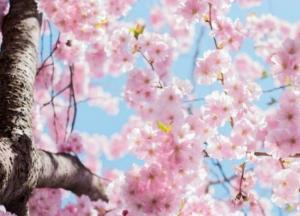 Прогноз погоды на 30 апреля: в одной части Украины – грозы и дожди, в другой – солнце