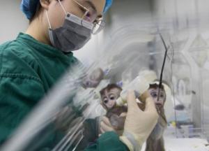 Ученые создали обезьяну с человеческими клетками