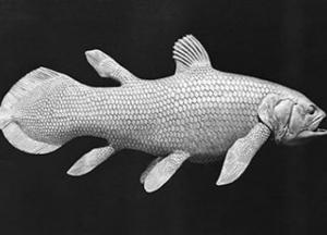 Ученые назвали рыбу, которая живет до 100 лет