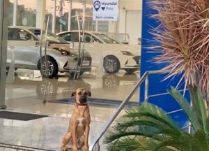 Бездомную собаку приняли на работу в автосалон (фото)