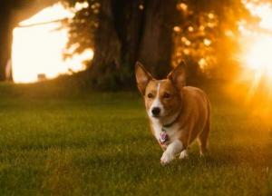 Прогноз погоды на 17 июля: в Украине обещают жару до +35 и грозы