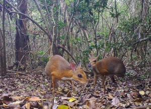 Обнаружены самые крошечные парнокопытные (фото)