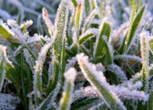 Заморозки до 5 градусов: синоптики дали неутешительный прогноз на июнь