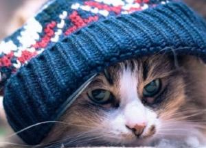 Прогноз погоды на 21 ноября: еще сильнее похолодает, сильный ветер (карта)