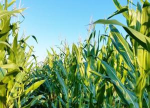 Под Киевом гардеробщицу Рады нашли мертвой в поле кукурузы 