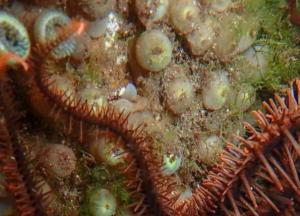 Ученые открыли новое морское животное, которое видит без глаз