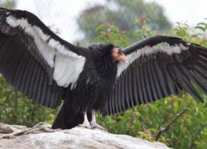 У кондоров выявили случаи "непорочного зачатия"