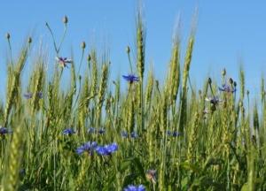 Прогноз погоды на 21 июля: жара и грозы накроют Украину