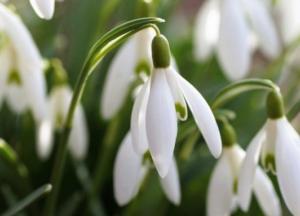 В Киеве среди зимы распускаются подснежники (фото)