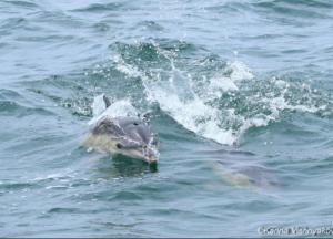 Ученые посчитали количество дельфинов вдоль побережья Черного моря