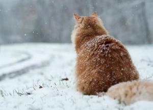 Прогноз погоды на 8 февраля: в Украине холодно, но без осадков