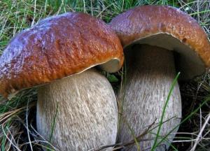 Медики назвали полезные свойства грибов 