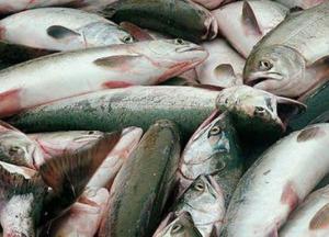 Медики рассказали, какая рыба самая опасная для здоровья