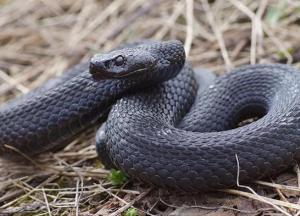 Что делать, если укусила змея