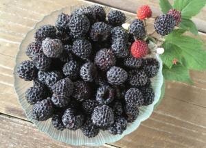 Ученые нашли новые полезные свойства черной малины