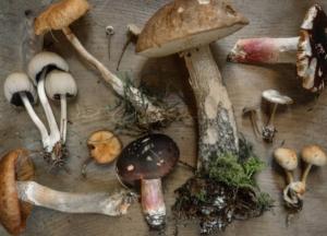 Чем могут быть вредны грибы для здоровья