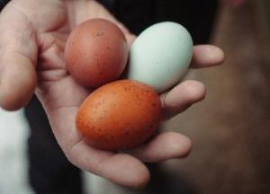 Серьезные противопоказания: врачи рассказали, кому нельзя есть яйца
