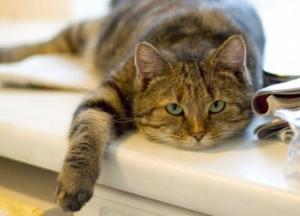 Домашние коты могут быть опасны для человека: названа причина