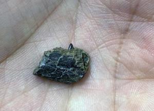 Обнаружены останки динозавра, жившего 70 млн лет назад на Аляске