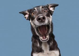 У Києві з 12 травня власники зобов’язані реєструвати своїх собак