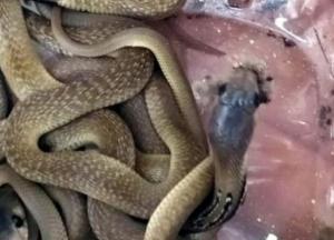 В Индии полицейский нашел в своем шкафу два десятка детенышей кобры