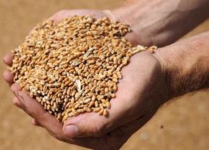 В Украине снижен прогноз урожая зерна