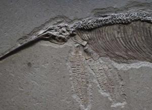 Ученые нашли останки подводного существа размером более 30 метров