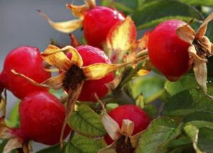 Эксперты назвали продукты, наиболее богатые витамином С