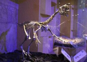 В Китае нашли окаменелое гнездо с динозавром, который высиживает яйца 