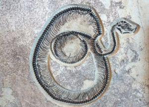 Ученые обнаружили следы одного из самых древних существ 