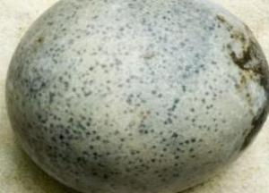 Археологи во время раскопок случайно разбили три 1700-летних яйца