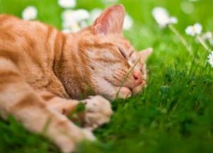 Прогноз погоды на 24 апреля: в Украине будет тепло и солнечно