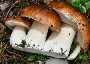 Ученые рассказали о пользе употребления грибов для профилактики рака простаты 