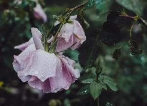 Прогноз погоды на 4 июня: дожди с грозами