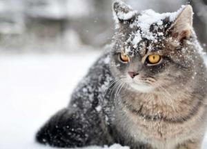 Прогноз погоды на 28 января: на всей территории будет идти снег