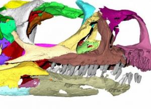 На череп необычного динозавра не обращали внимания 30 лет