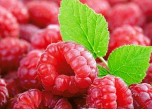 Много противопоказаний: врачи рассказали, кому нельзя есть малину