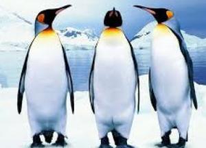 Животные способны разговаривать - вывод ученых